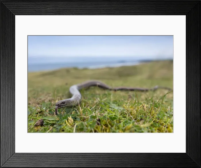Framed Print : Slow Worm - Upton Towans, Cornwall, UK Framed Print : Slow Worm - Upton Towans, Cornwall, UK