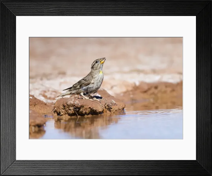 Framed Print : Rock Sparrow - drinking at pool - Spain Framed Print : Rock Sparrow - drinking at pool - Spain