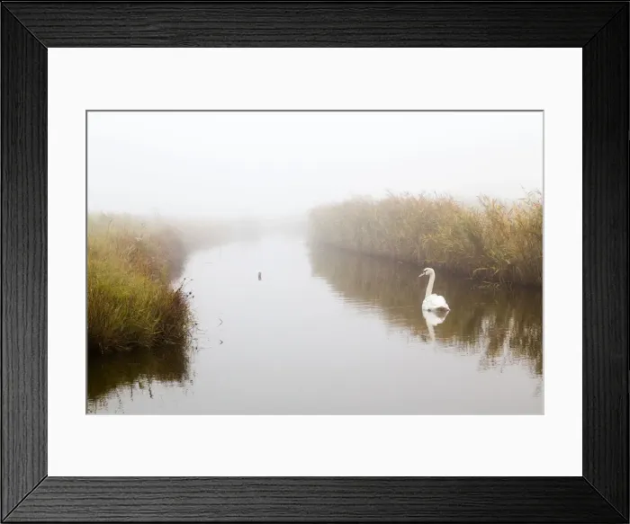 Framed Print : Oare Marshes - with Mute Swan - Kent - UK Framed Print : Oare Marshes - with Mute Swan - Kent - UK