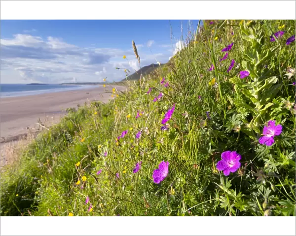 Rhossili Beach - with Cranesbill in foreground - Gower - Wales - UK