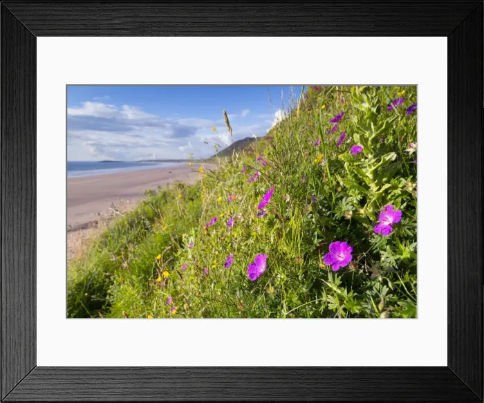 Framed Print : Rhossili Beach - with Cranesbill in foreground - Gower - Wales - UK