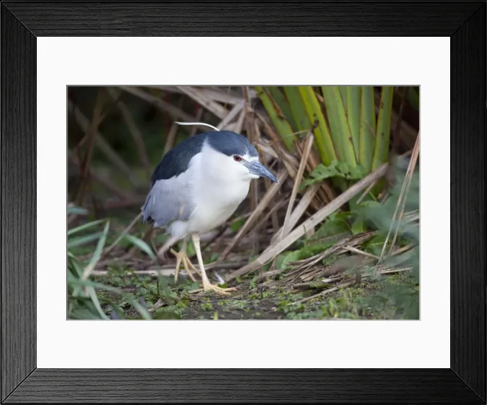 Framed Print : Night Heron - Cornwall - UK Framed Print : Night Heron - Cornwall - UK