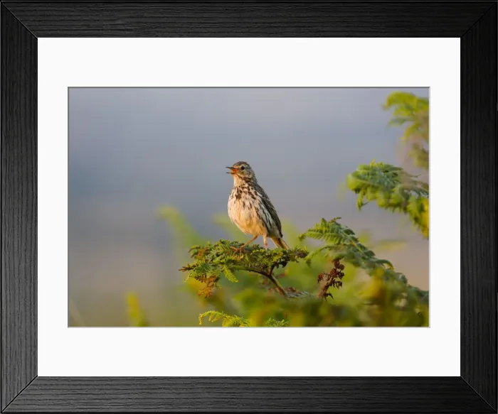 Framed Print : Meadow Pipit - singing - Cornwall - UK