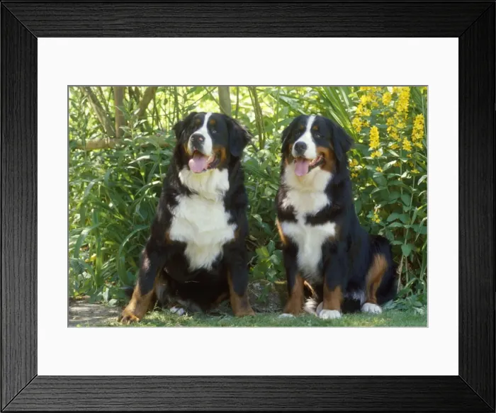 Framed Print : Bernese Mountain Dog Framed Print : Bernese Mountain Dog