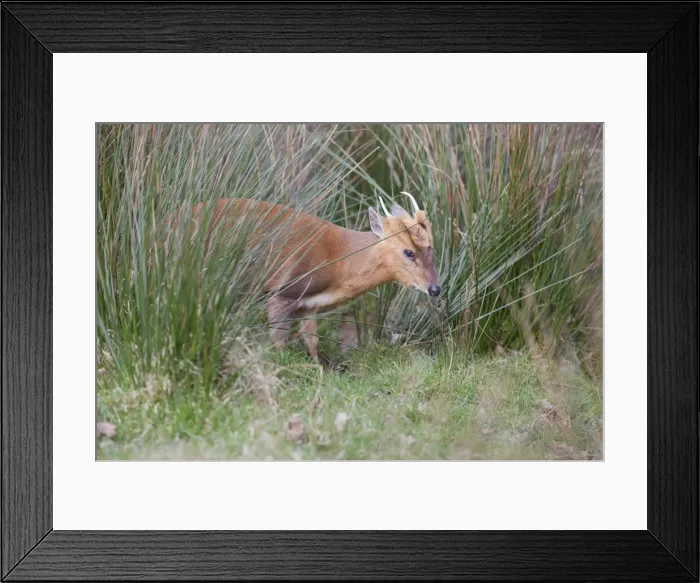 Framed Print : Muntjac Deer - buck - Cornwall - UK Framed Print : Muntjac Deer - buck - Cornwall - UK