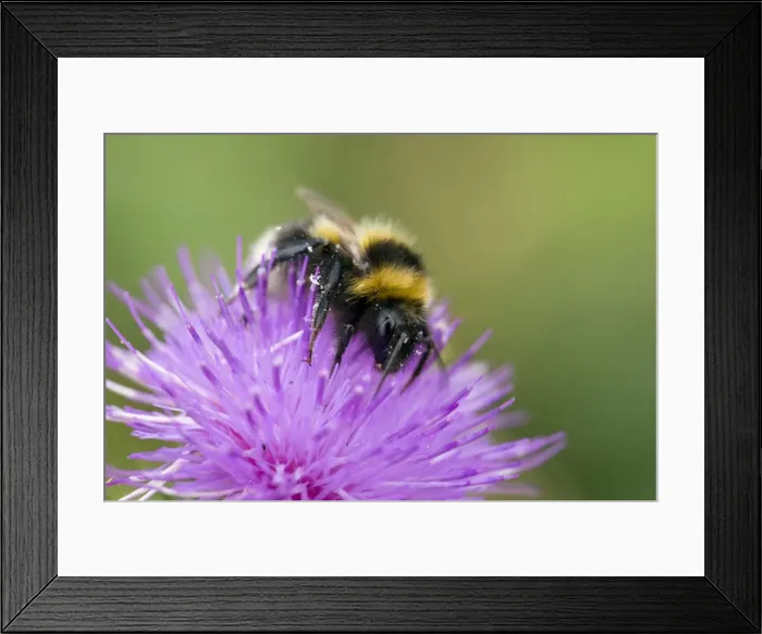 Framed Print : Garden Bumble Bee - UK Framed Print : Garden Bumble Bee - UK