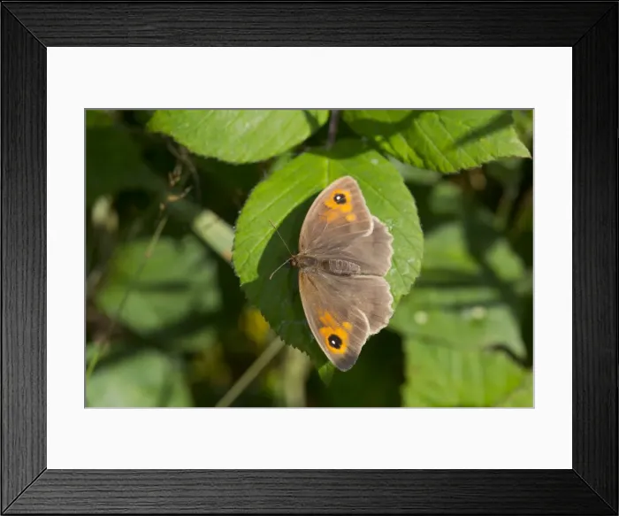 Framed Print : Meadow Brown Butterfly - UK Framed Print : Meadow Brown Butterfly - UK