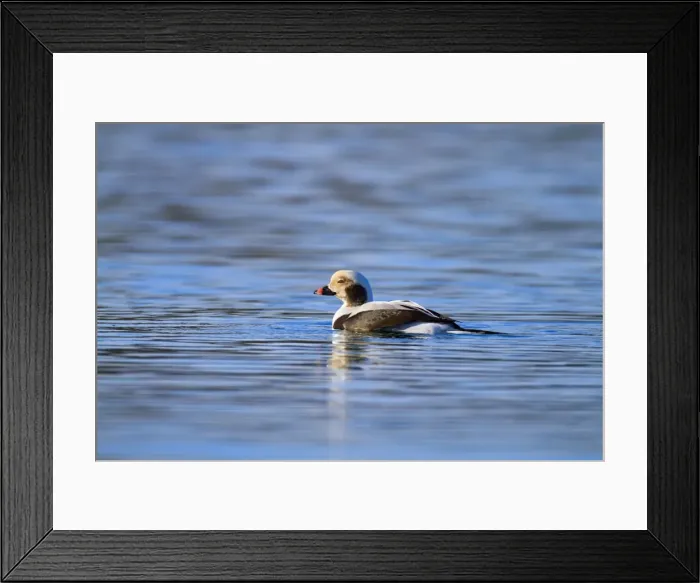 Framed Print : Long Tailed Duck - drake in winter - Cornwall, UK Framed Print : Long Tailed Duck - drake in winter - Cornwall, UK