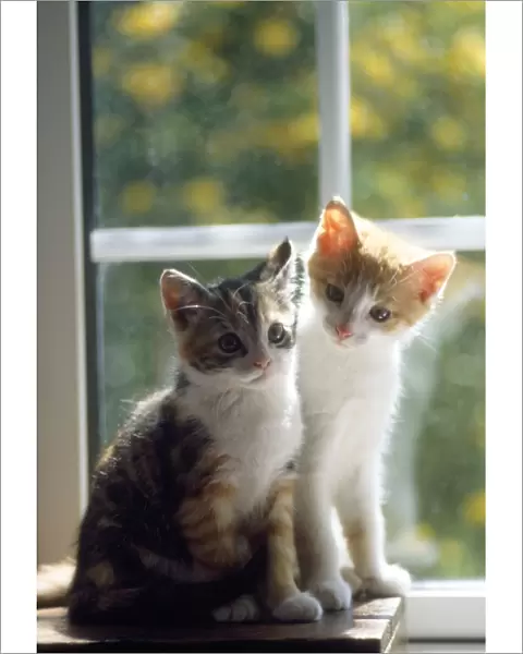 Cat - kittens in window