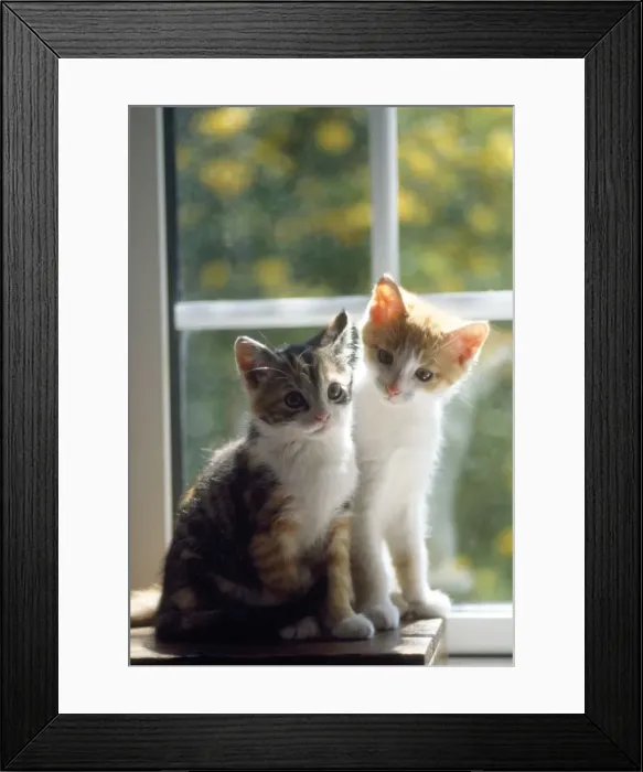 Framed Print : Cat - kittens in window Framed Print : Cat - kittens in window