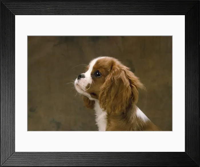 Framed Print : Cavalier King Charles Dog Framed Print : Cavalier King Charles Dog