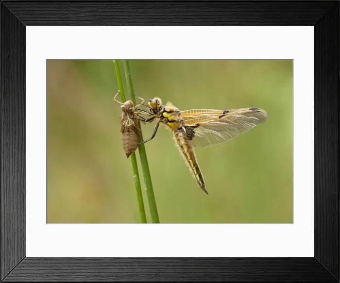 Framed Print : Four Spotted Chaser - dragonfly newly emerged and resting on grasses - May - Cannock Chase - Staffordshire - England Framed Print : Four Spotted Chaser - dragonfly newly emerged and resting on grasses - May - Cannock Chase - Staffordshire - England
