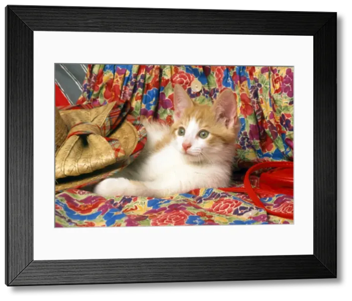 Framed Print : Cat - kitten laying under straw hat Framed Print : Cat - kitten laying under straw hat