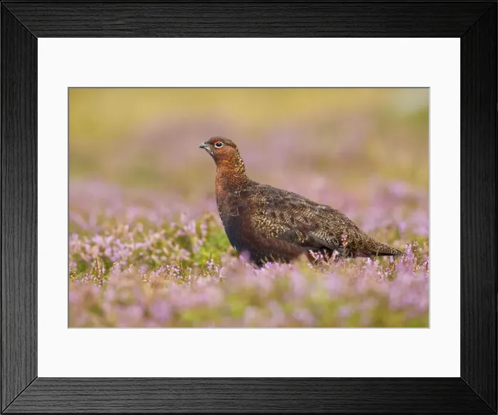 Framed Print : Red Grouse - amongst heather - Grinton - Yorkshire Dales - August Framed Print : Red Grouse - amongst heather - Grinton - Yorkshire Dales - August