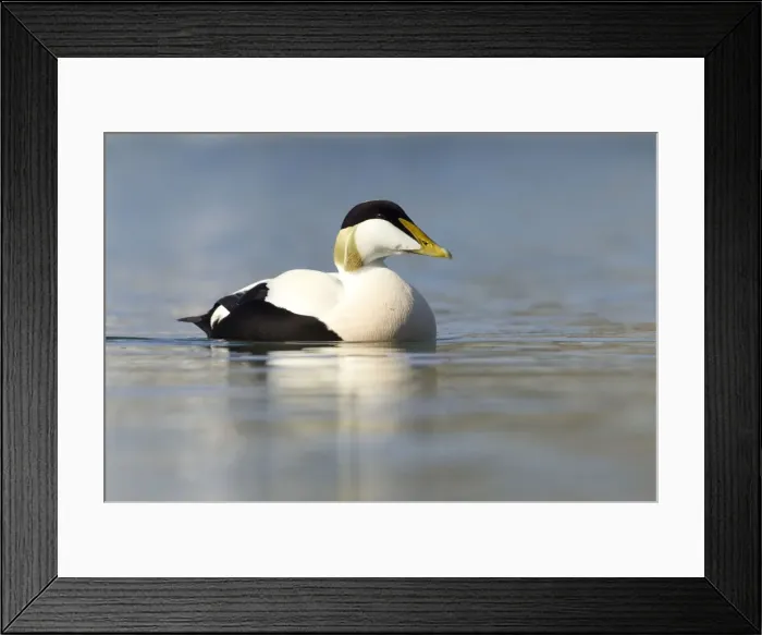 Framed Print : Eider - swimming along shoreline in early morning sunshine - March - Bamburgh - England