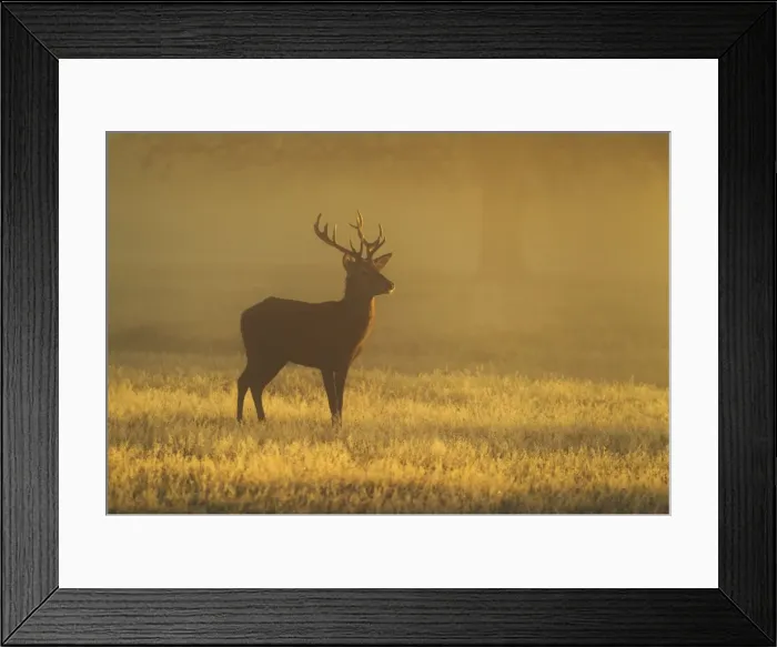 Framed Print : Red Stag - at sunrise on a beautiful atmospheric morning - Bushy Park - London - England Framed Print : Red Stag - at sunrise on a beautiful atmospheric morning - Bushy Park - London - England