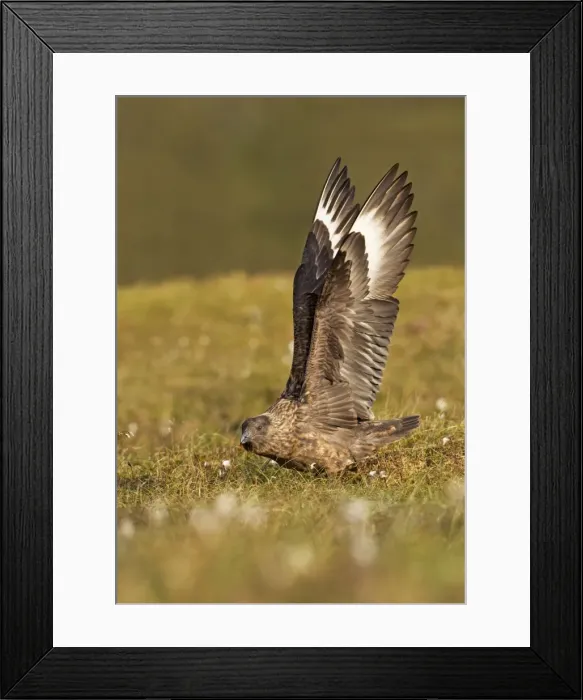 Framed Print : Great Skua - stretching wings before taking off - Herma Ness - Shetland Islands - Scotland - UK Framed Print : Great Skua - stretching wings before taking off - Herma Ness - Shetland Islands - Scotland - UK