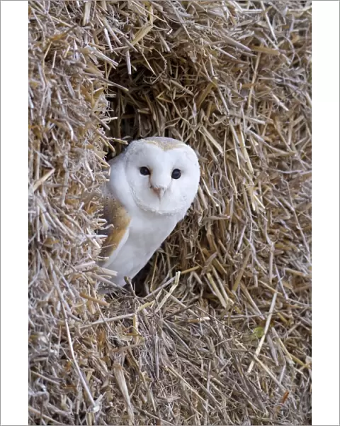 Barn Owl - resting amongst some bales of hay - November - Gloucester - England