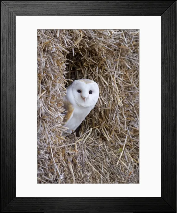 Framed Print : Barn Owl - resting amongst some bales of hay - November - Gloucester - England Framed Print : Barn Owl - resting amongst some bales of hay - November - Gloucester - England