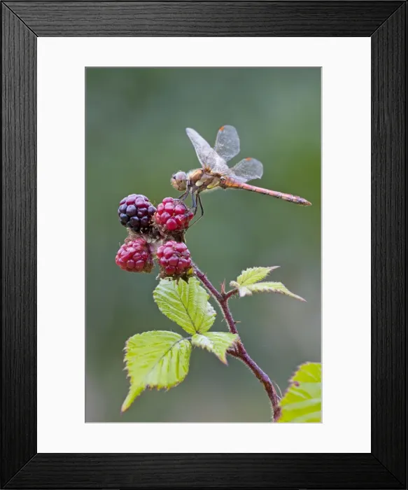 Framed Print : Common Darter Dragonfly - resting on top of Blackberries - June - Cannock Chase - Staffordshire - England Framed Print : Common Darter Dragonfly - resting on top of Blackberries - June - Cannock Chase - Staffordshire - England