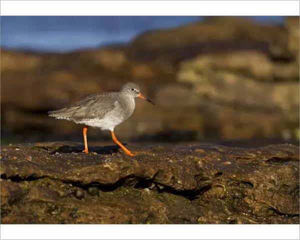 Redshank - walking on top of rocks - Burghead - Scotland - UK