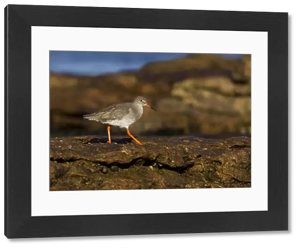 Redshank - walking on top of rocks - Burghead - Scotland - UK