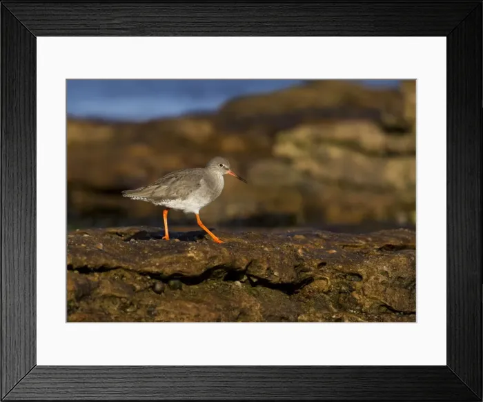 Framed Print : Redshank - walking on top of rocks - Burghead - Scotland - UK Framed Print : Redshank - walking on top of rocks - Burghead - Scotland - UK