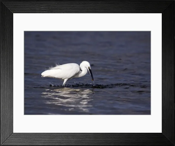 Framed Print : Little Egret - catching a small fish - Poole - England Framed Print : Little Egret - catching a small fish - Poole - England