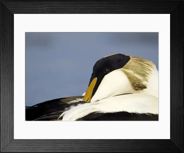 Framed Print : Eider - close up side view of male resting - March - Bamburgh - England Framed Print : Eider - close up side view of male resting - March - Bamburgh - England