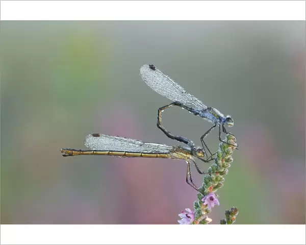 Emerald Damselfly - paired up and resting on Heather covered in early morning dew - September - Cannock Chase - Staffordshire - England