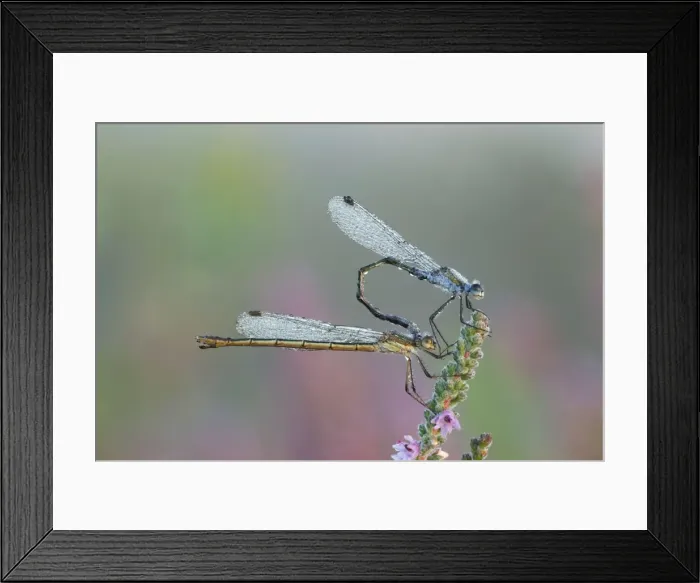 Framed Print : Emerald Damselfly - paired up and resting on Heather covered in early morning dew - September - Cannock Chase - Staffordshire - England Framed Print : Emerald Damselfly - paired up and resting on Heather covered in early morning dew - September - Cannock Chase - Staffordshire - England