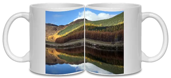 Conifer trees in autumn colour with reflection - November - Cannich - Scotland