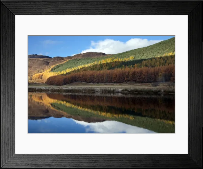 Framed Print : Conifer trees in autumn colour with reflection - November - Cannich - Scotland Framed Print : Conifer trees in autumn colour with reflection - November - Cannich - Scotland