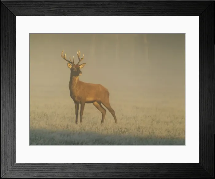 Framed Print : Red Stag - at sunrise on a beautiful misty morning - Bushy Park - London - England Framed Print : Red Stag - at sunrise on a beautiful misty morning - Bushy Park - London - England