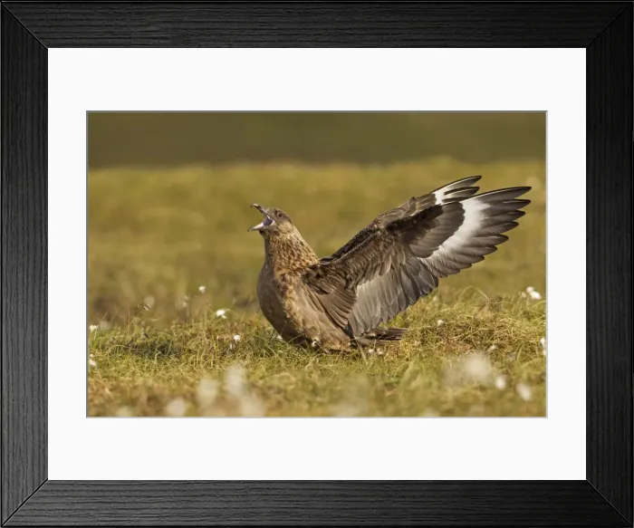 Framed Print : Great Skua - calling out and displaying wings to show territory - Herma Ness - Shetland Islands - Scotland - UK Framed Print : Great Skua - calling out and displaying wings to show territory - Herma Ness - Shetland Islands - Scotland - UK