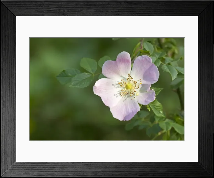 Framed Print : Dog Rose - flower - June - Cannock Chase - Staffordshire - England Framed Print : Dog Rose - flower - June - Cannock Chase - Staffordshire - England
