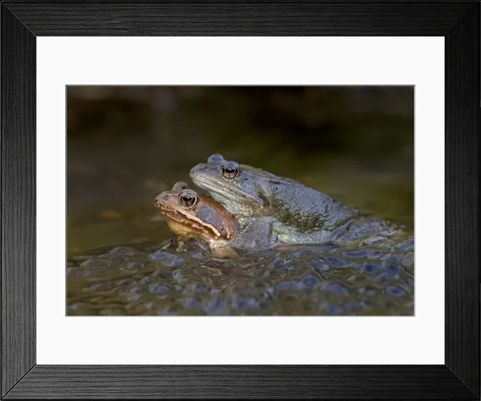 Framed Print : Common Frogs - mating in garden pond amongst frog spawn - March - Cannock - Staffordshire - England Framed Print : Common Frogs - mating in garden pond amongst frog spawn - March - Cannock - Staffordshire - England
