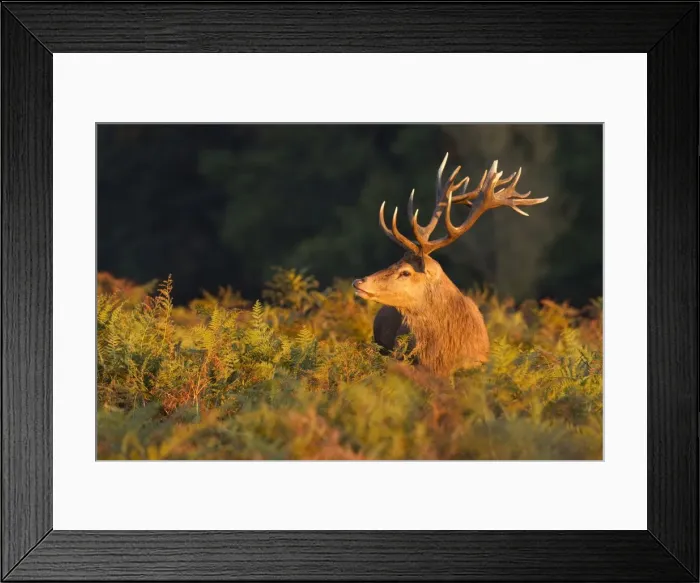 Framed Print : Red Stag - sniffing air during the rut - Bushy Park - London - England Framed Print : Red Stag - sniffing air during the rut - Bushy Park - London - England