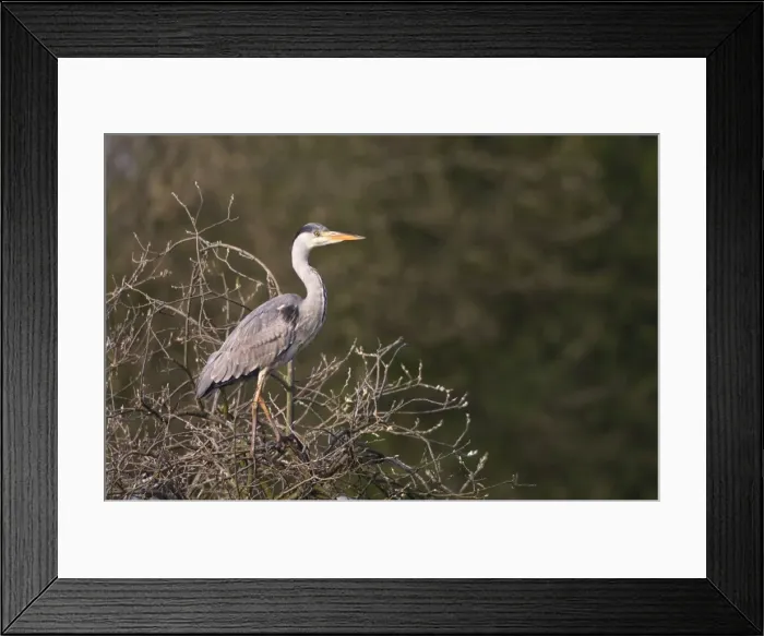 Framed Print : Grey Heron - standing in tree in late evening light - Cannock - Staffordshire - England Framed Print : Grey Heron - standing in tree in late evening light - Cannock - Staffordshire - England