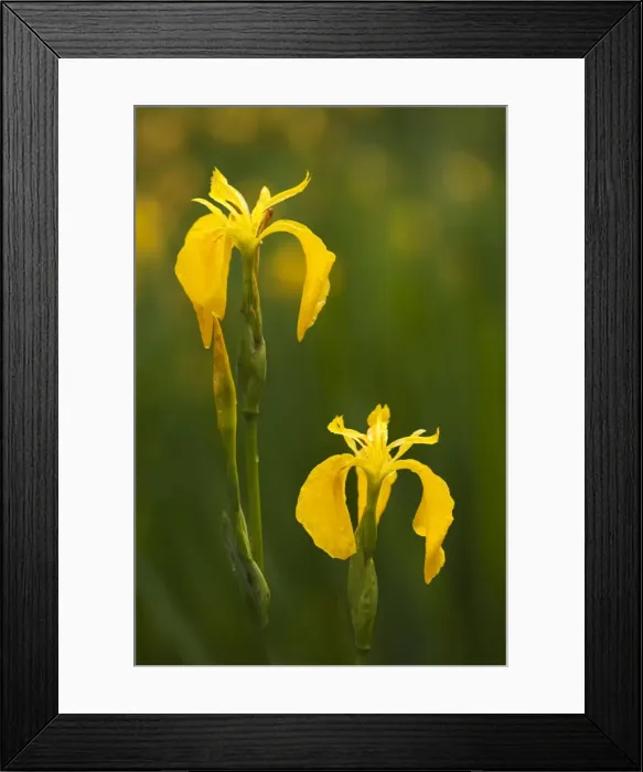 Framed Print : Yellow Flag - flowering - June - Cannock Chase, Staffordshire, England