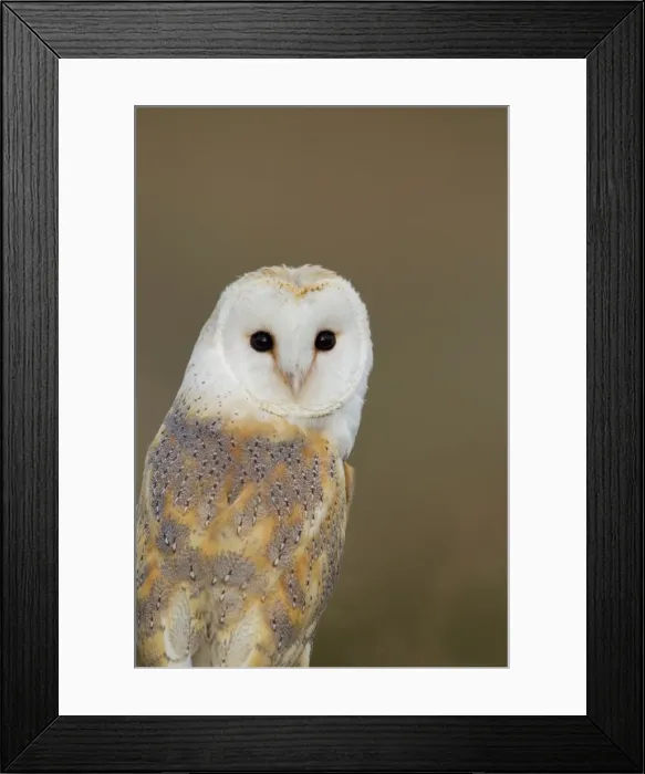 Framed Print : Barn Owl - portrait - August - Staffordshire - England Framed Print : Barn Owl - portrait - August - Staffordshire - England