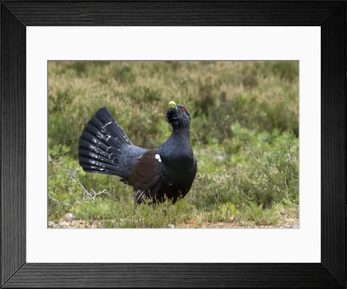 Framed Print : Capercaillie - displaying and defending territory - Male - February - Scotland Framed Print : Capercaillie - displaying and defending territory - Male - February - Scotland