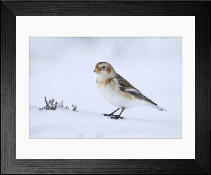 Framed Print : Snow Bunting - standing on snow looking for seeds in wintery conditions - Scotland Framed Print : Snow Bunting - standing on snow looking for seeds in wintery conditions - Scotland