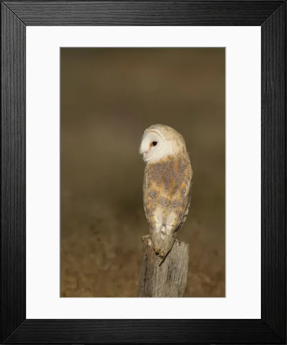 Framed Print : Barn Owl - perched on old fence post in meadow - August - Staffordshire - England Framed Print : Barn Owl - perched on old fence post in meadow - August - Staffordshire - England