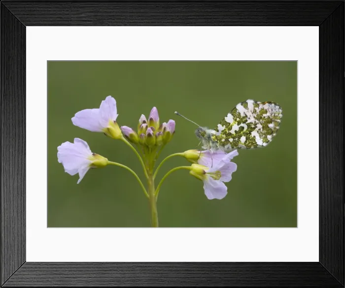 Framed Print : Orange Tip Butterfly - male - resting on Cuckoo flower - Cannock Chase - Staffordshire Framed Print : Orange Tip Butterfly - male - resting on Cuckoo flower - Cannock Chase - Staffordshire