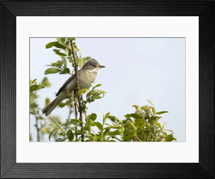 Framed Print : Whitethroat - male perched high up in a bush and looking for a female - May - Shell Island, North Wales, UK Framed Print : Whitethroat - male perched high up in a bush and looking for a female - May - Shell Island, North Wales, UK