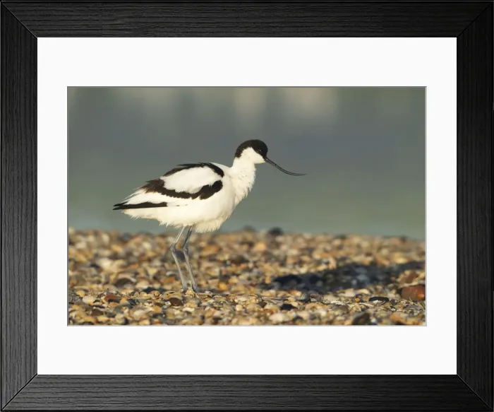 Framed Print : Avocet - standing on shoreline in early morning sunshine - April - Texel - Netherlands Framed Print : Avocet - standing on shoreline in early morning sunshine - April - Texel - Netherlands
