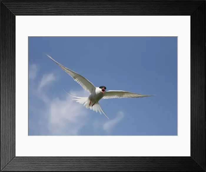 Framed Print : Arctic Tern - in flight calling - June - Farne Islands - Northumberland - England Framed Print : Arctic Tern - in flight calling - June - Farne Islands - Northumberland - England