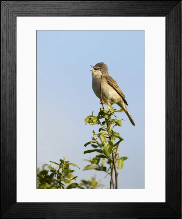 Framed Print : Whitethroat - perched in top of tree singing to attract female - Shell Island - North Wales - UK Framed Print : Whitethroat - perched in top of tree singing to attract female - Shell Island - North Wales - UK