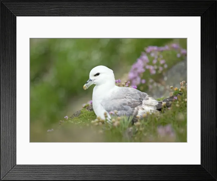 Framed Print : Fulmar - resting on cliffs edge amongst Sea Thrift - Sumburgh Head - Shetland Islands - Scotland Framed Print : Fulmar - resting on cliffs edge amongst Sea Thrift - Sumburgh Head - Shetland Islands - Scotland